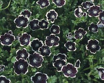 Pennie- Black- 50 Seeds