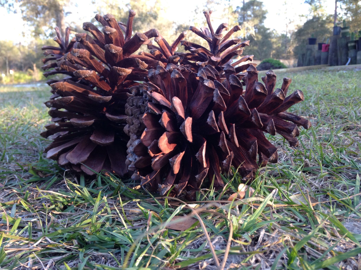 Longleaf pine cones lot of 5 large pine cones for crafts/decor from