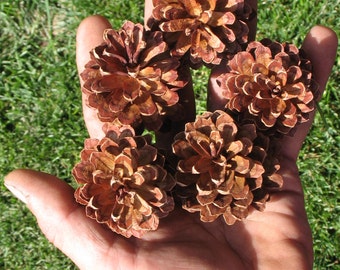 Small Crafting Pine Cones (200)