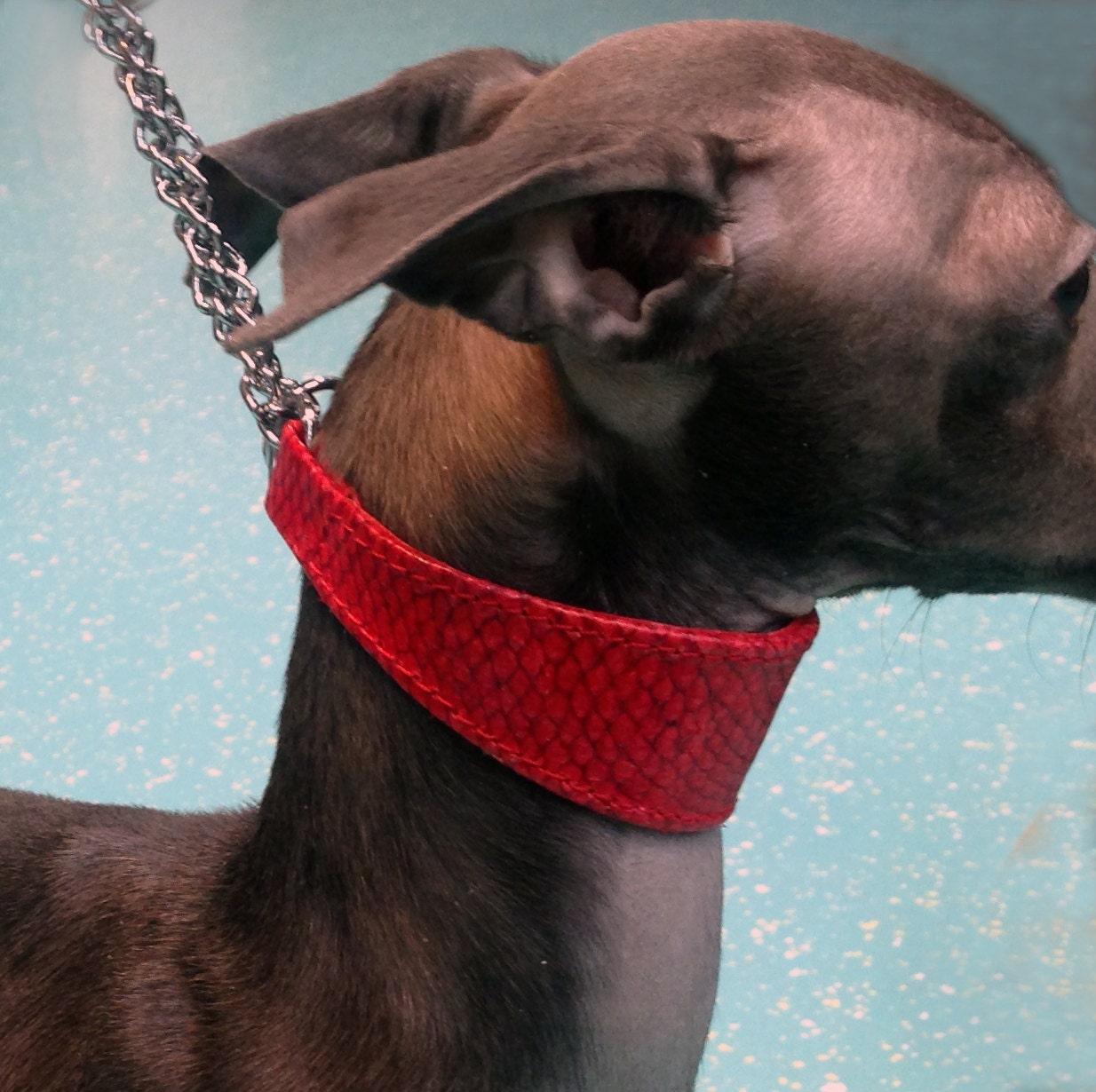 Genuine Leather Italian Greyhound Padded Martingale collar