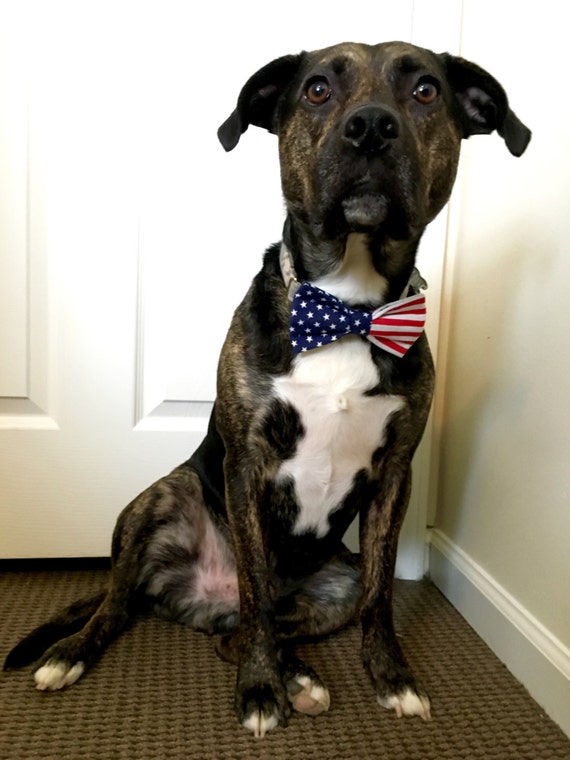 Teal Plaid Dog Bow Tie pet bow tie collar bow tie wedding