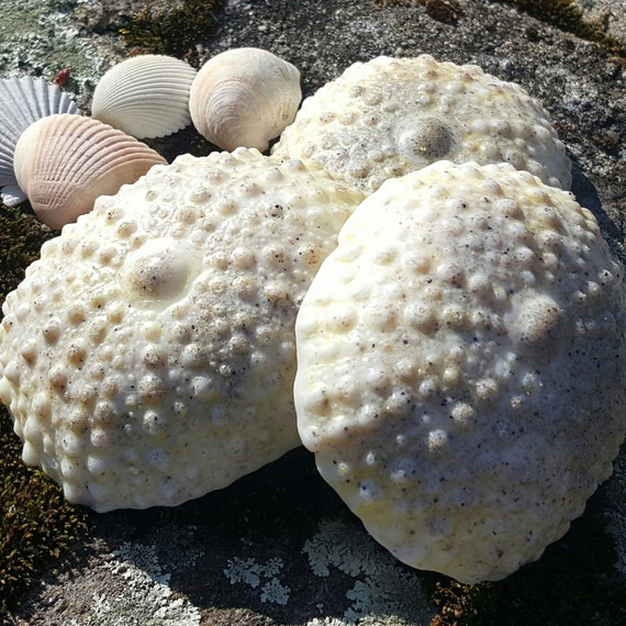 Sea Urchin Shea Butter Handmade Vegan Soap with Coconut Milk