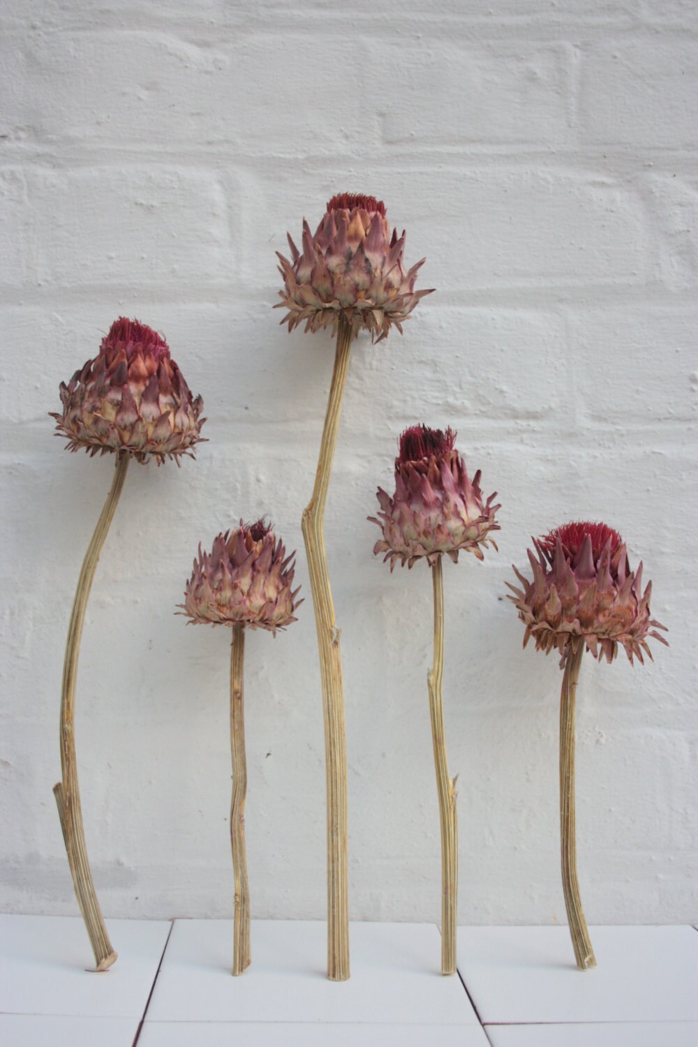 1 x Dried Artichoke Flowers Large Dried Flowers by ParadiseCrow