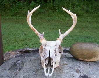 RESERVED FOR NIGHTSHADE****Free Shipping!, Real Deer Antlers, 8 point White Tail Real Deer, Skull and teeth, home decoration