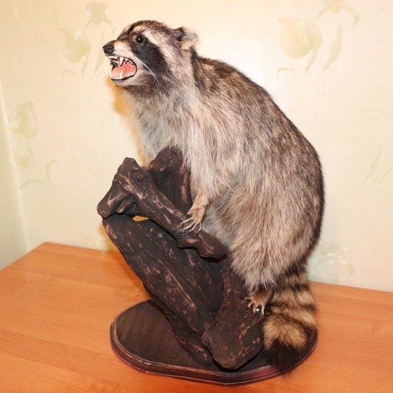 stuffed raccoon taxidermy