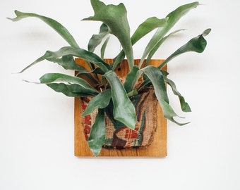 Mounted Staghorn Fern with Vintage Burlap Wrap