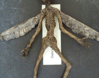 Mummified Fairy #1 / 7cm - 11cm / Dead Fairy /