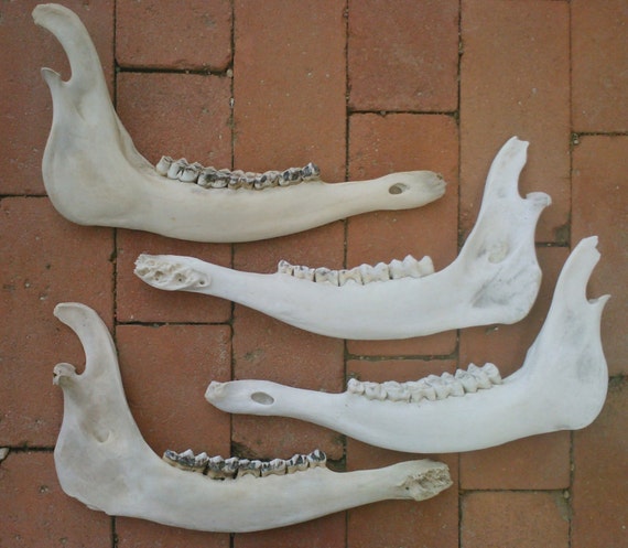 All-Natural Weathered Elk Jaw Bones From by ElkCountryLDhaseleer