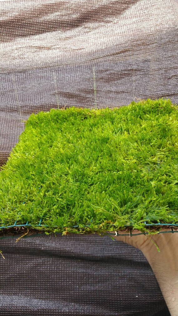 Live Aquarium Plants Large 10x10 Java Moss Mat ADA