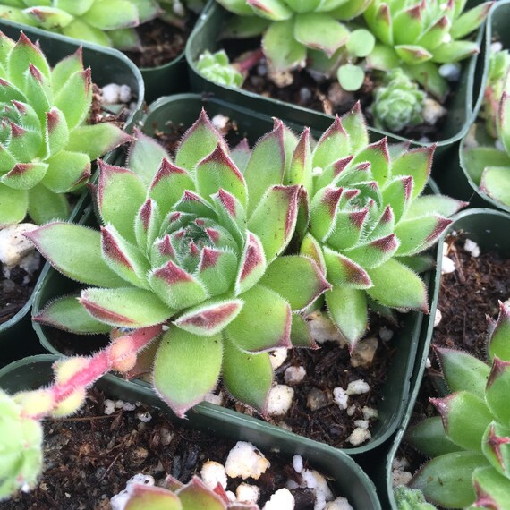 2 succulent hens and chicks by rgsucculents on etsy 2 succulent hens and chicks by rgsucculents on etsy