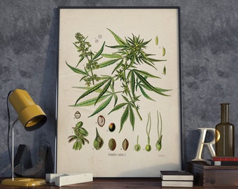 Cannabis Sativa Vintage Print, Marijuana Plant, Marijuana Print, Floral Art, Plant Print Wall Art - VA033