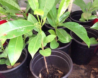 1 Live well rooted SAPODILLA SAPOCHE Plant 8 To 13 Inches -  m40