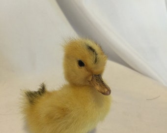 Weird Taxidermy: Duckling