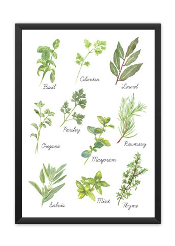 Culinary Herbs print Spices printable herbs by SoulPrintables
