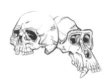 grateful dead gorilla skull books evolution