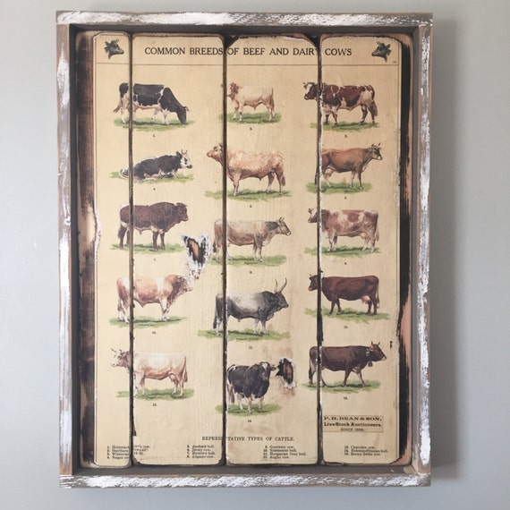 Framed Beef & Dairy Cow Breed Poster on Wood by SORIASupplyCo