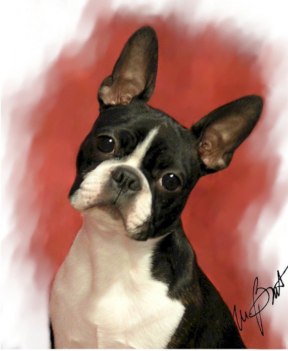 Boston Terrier 6 Note Cards