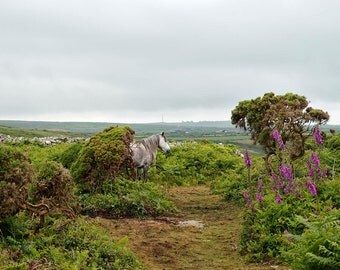 Cornish Unicorn, Cornwall, Britain, digital photo, instant download, downloadable image, field, vegetation English countryside, horse, green