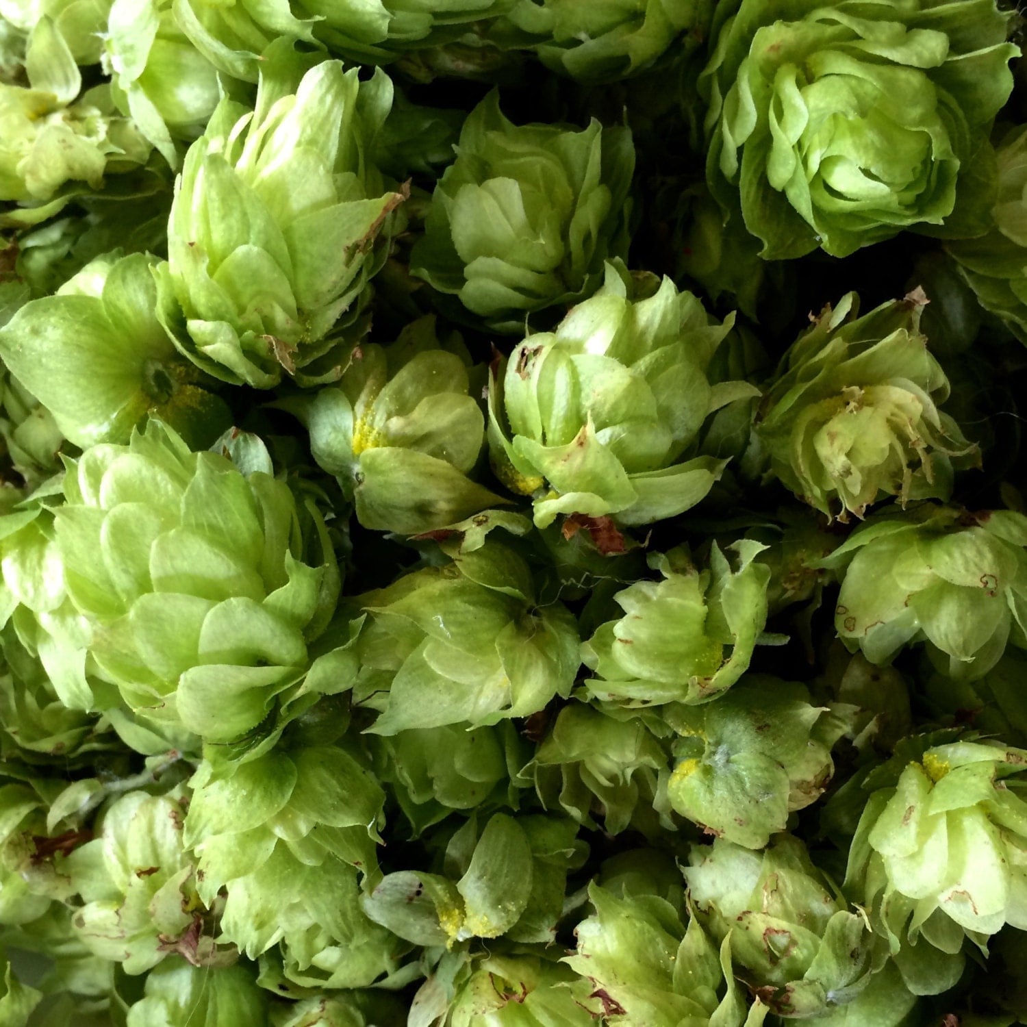 Newport hops dried whole-cone hops vacuum sealed