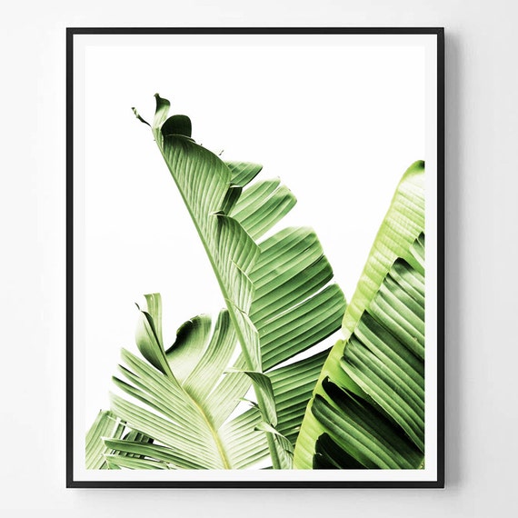 Banana leaf Print Leaf Photography Tropical plant photo