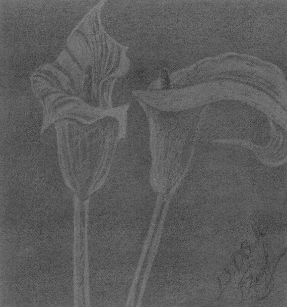 Flower Charcoal Drawing 12x12 PRINT Charcoal by AlinaBlinovaArt