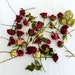 Rosebuds, Dry Flower, Wedding Decoration, Red, Ivory, Rose, Craft Supply, Centerpiece, Red, Miniature, Confetti, Dried Rosebuds, 100 Roses