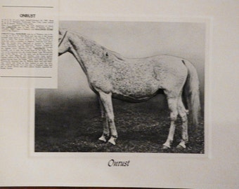 Vintage Crabbet Arabian Horse Art Print - Onrust