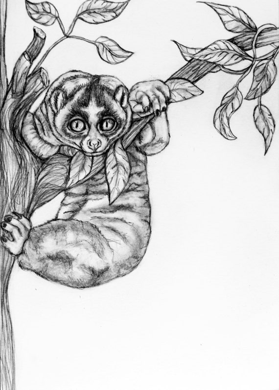 Download Original Pencil Drawing Slow Loris 27