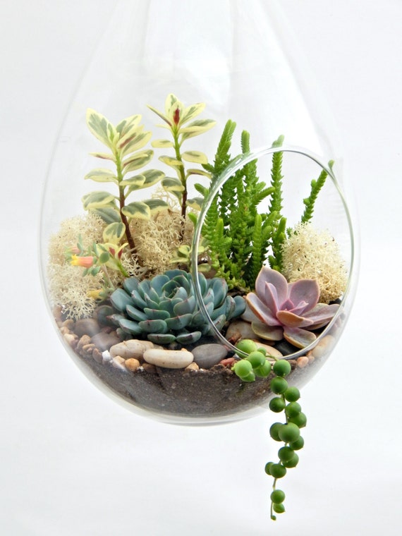 Large Teardrop Succulent Terrarium 13 inch