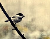 Chickadee in The Rain Nature Photography Chickadee in The Rain Nature Photography