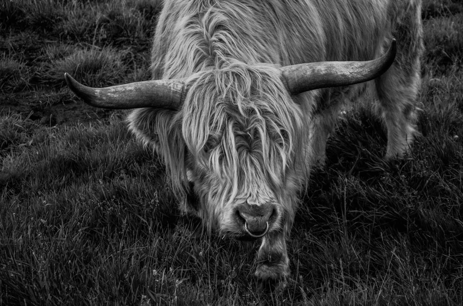 Large Print Highland Cow The Bull Black and white Photo