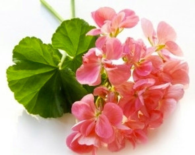 Organic Rose Geranium Solid Perfume by Natural Wisdom. Vegan. Alcohol and Gluten free. 100% natural.