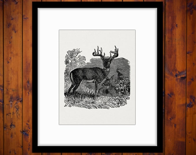 Virginia Deer Digital Graphic Download Printable Illustration Image Vintage Clip Art Jpg Png Eps HQ 300dpi No.2670