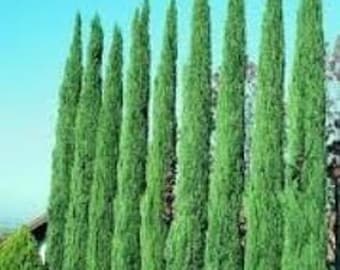 Italian Cypress ( Cupressus ) - Live Plant - 4 Inch Pot