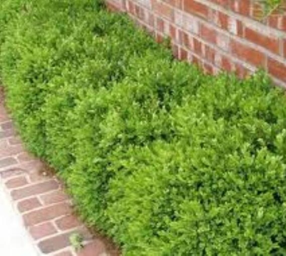 Wintergreen Korean Boxwood Buxus Live Plant Trade