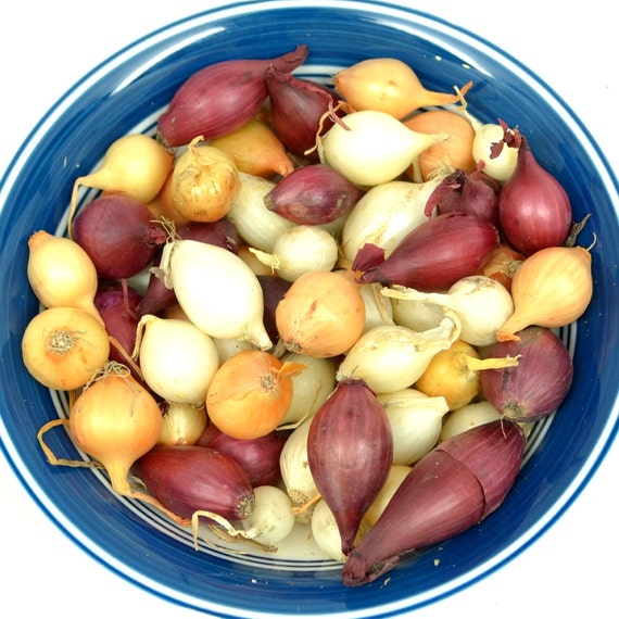 Mixed Red White and Yellow Onion Sets Organic NonGMO Onion