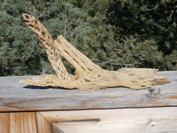 LARGE 13 inch Long Cholla Cactus Skeleton Craft Wood