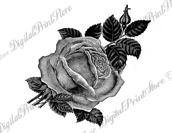 Rose Chalkboard Rose 001 Clip Art Embroidery Sewing