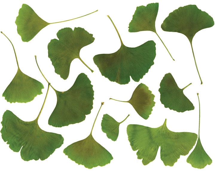clip art ginkgo leaf - photo #14