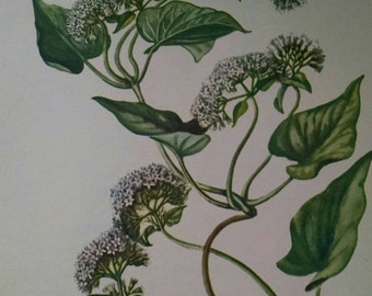 Climbing Hempweed, Mikania scandens, Vintage illustration flower print