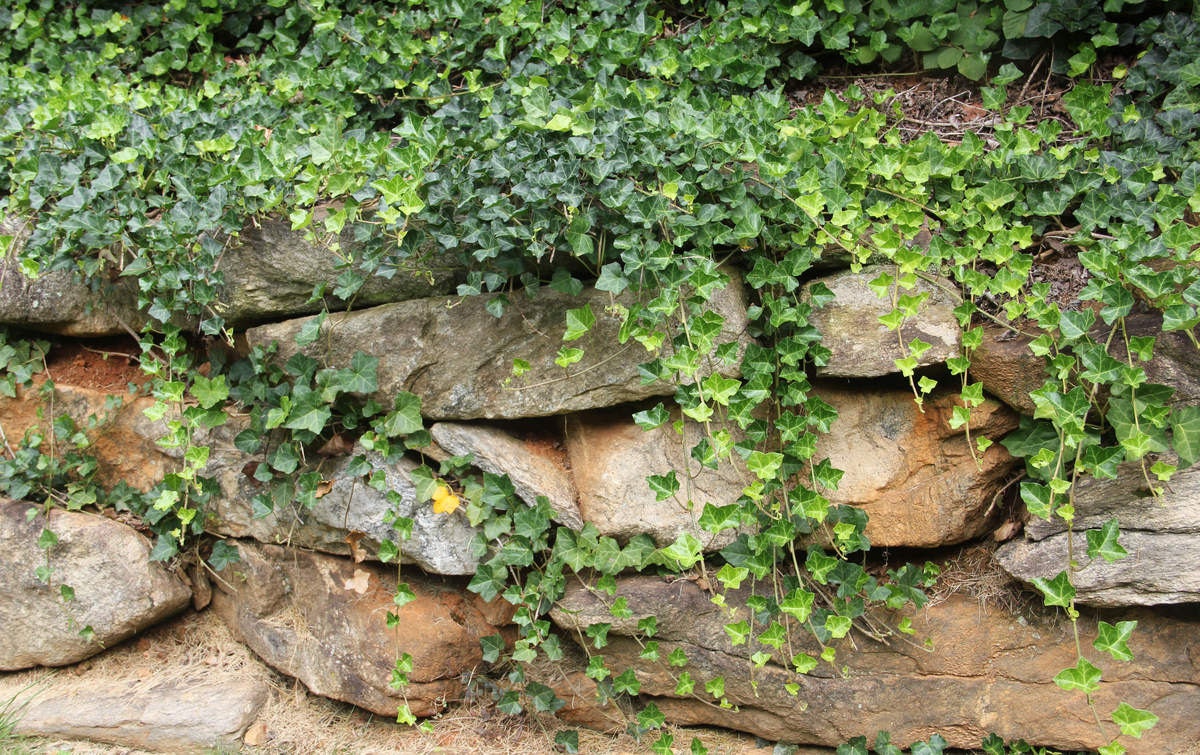 Perennial ENGLISH IVY plant 30 Live rooted cuttings evergreen