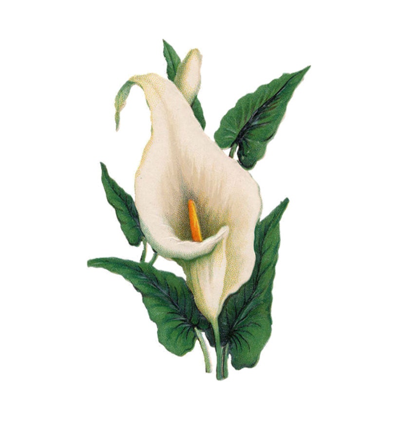 vintage calla lily temporary tattoo lirio de los vintage calla lily temporary tattoo lirio de los
