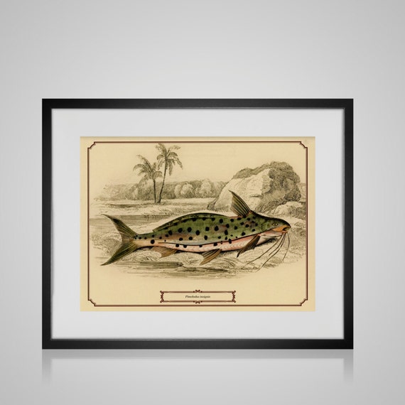 Framed Wall Art VINTAGE FISH PRINT Free by PictureByPicture