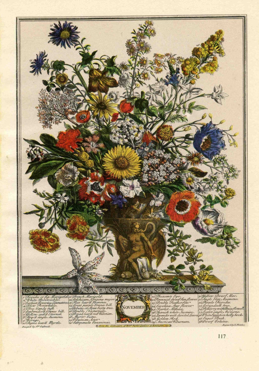 November Flowers Botanical Print Book Plate Monthly Blooming