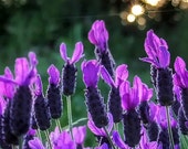 Floral Photography, Lavender Sunset Photograph Print, Natural Bokeh, Purple Flower Wall Art, Nature, Home Decor, Botanical Print