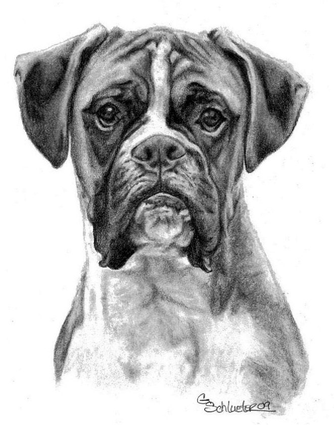 Boxer Dog Pet Portrait Dog Sketch Art Dog Drawing