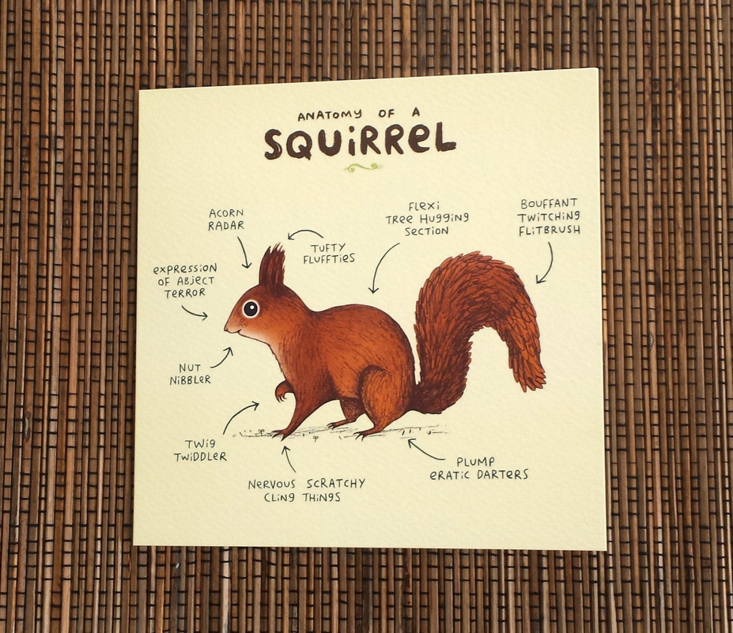 Squirrel Anatomy Diagram