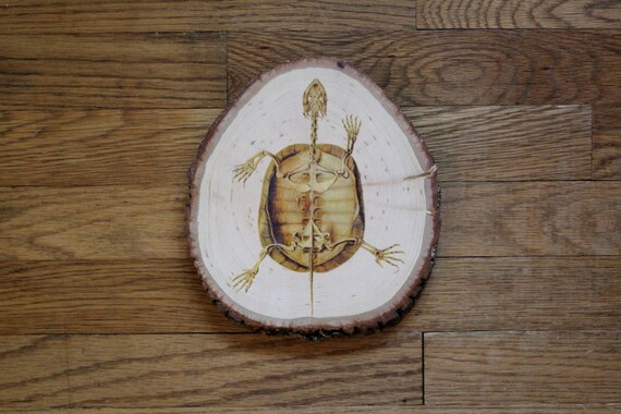 Turtle Skeleton Anatomy Wood Wall Hanging