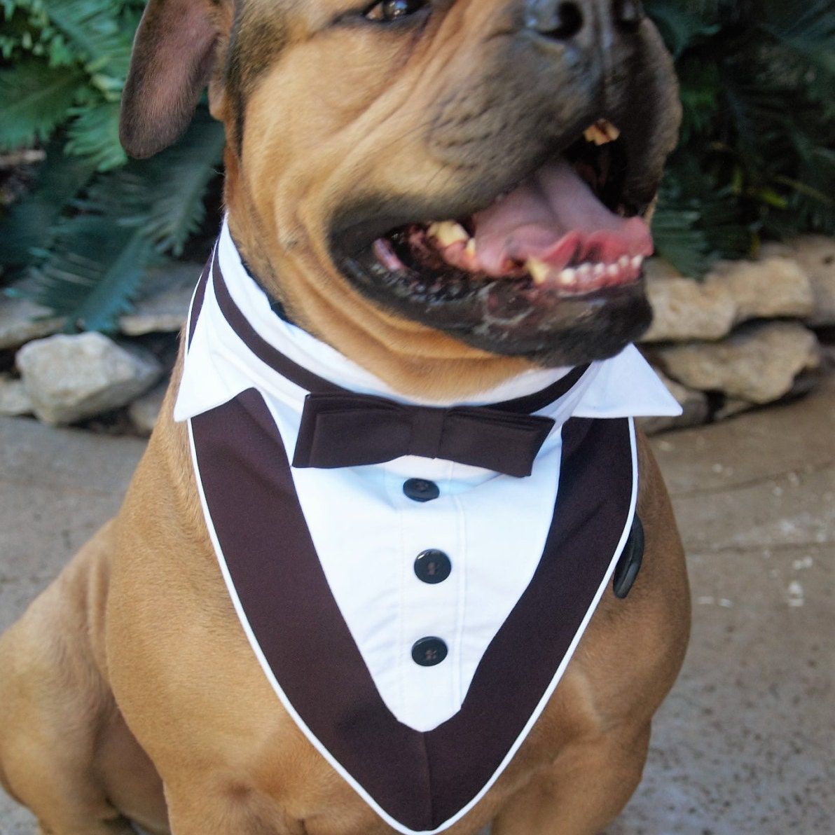 Wedding Attire For Dogs tuxedo wedding attire clothes tuxedo collar Wedding Attire For Dogs tuxedo wedding attire clothes tuxedo collar