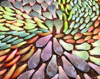 15 Succulent Leaves For Propagation of Succulent Rosettes Grow Your Own Colorful Succulent Leaf Cuttings